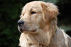 Golden Retriever Foto: Baxter (ID 37954) Golden Retriever Hund