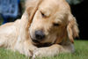 Golden Retriever Foto: Baxter (ID 37956) Golden Retriever Hund