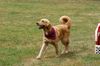 Golden Retriever Foto: jella beim Agility :) (ID 9041) Golden Retriever Hund