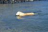 Golden Retriever Foto: Danny in seinem Element: Die Nordsee (ID 11046) Golden Retriever Hund