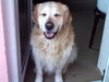 Golden Retriever Hund