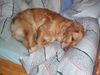 Golden Retriever Foto: Ich bin ja noch so müde ! (ID 2689) Golden Retriever Hund