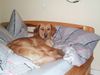 Golden Retriever Foto: Geh du Arbeiten - Ich bleib liegen (ID 2688) Golden Retriever Hund