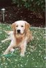 Golden Retriever Foto: Deckrüde Djego von Bernstein (ID 31605) Golden Retriever Hund