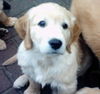 Golden Retriever Foto: Pupsi (ID 34572) Golden Retriever Hund