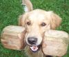 Golden Retriever Foto: Djego, bring !!! (ID 34573) Golden Retriever Hund
