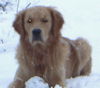 Golden Retriever Foto: Djego im Schnee (ID 31670) Golden Retriever Hund