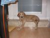 Golden Retriever Foto: Sami - 4 Monate (ID 3340) Golden Retriever Hund