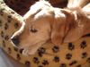 Golden Retriever Foto: Buddy (ID 1867) Golden Retriever Hund