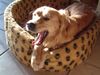 Golden Retriever Foto: Buddy - es ist mal wieder Zeit..... (ID 1868) Golden Retriever Hund