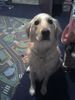 Golden Retriever Foto: Das ist unsere Emma ... (ID 36020) Golden Retriever Hund