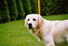Golden Retriever Foto: unsere Gina / 7 Monate (ID 12137) Golden Retriever Hund