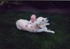 Golden Retriever Foto: Gero und Baby Luca (ID 8789) Golden Retriever Hund