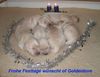Golden Retriever Foto: Frohe Festtage (ID 17269) Golden Retriever Hund