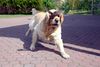 Golden Retriever Foto: Erik der Wikinger (ID 34859) Golden Retriever Hund