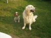 Golden Retriever Foto: Bendix (ID 13294) Golden Retriever Hund