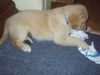 Golden Retriever Foto: Das ist Gary 8 1/2 Wochen alt. (ID 11668) Golden Retriever Hund