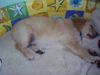 Golden Retriever Foto: Gary 8 1/2 Wochen alt (ID 11670) Golden Retriever Hund