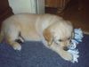 Golden Retriever Foto: Das ist Gary 8 1/2 Wochen alt. (ID 11667) Golden Retriever Hund