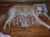 Golden Retriever Foto: Genny mit Welpen (ID 1153) Golden Retriever Hund