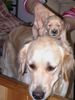 Golden Retriever Foto: Einer von 11 Welpen/Wurf vom März 2002 (ID 1157) Golden Retriever Hund