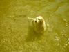 Golden Retriever Foto: Chrissies (Soft-Coated) Begegnungen... (ID 22803) Golden Retriever Hund
