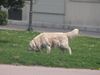 Golden Retriever Foto: in der stadt (ID 21100) Golden Retriever Hund