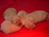 Golden Retriever Foto: Unsere Welpen 17.12.2003 (ID 7700) Golden Retriever Hund
