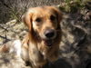 Golden Retriever Foto: Paul (ID 38147) Golden Retriever Hund
