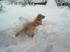 Golden Retriever Foto: Unser Hond Happy ! (ID 29443) Golden Retriever Hund