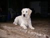 Golden Retriever Foto: Hier passe ich auf !!! (ID 27014) Golden Retriever Hund