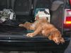 Golden Retriever Foto: EMMA!!!! (ID 12922) Golden Retriever Hund