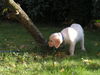 Golden Retriever Foto: hab ich ihn umgeworfen (ID 27751) Golden Retriever Hund