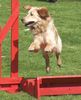 Golden Retriever Foto: Hopp hopp (ID 31669) Golden Retriever Hund
