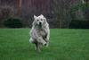 Golden Retriever Foto: ich bin wie der Biltz :-) (ID 21320) Golden Retriever Hund