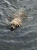 Golden Retriever Foto: hier will ich nicht mehr raus :-) (ID 21321) Golden Retriever Hund