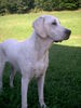Golden Retriever Foto: Spike 11 Monat (ID 32920) Golden Retriever Hund