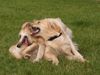Golden Retriever Foto: Geschwister beim Spielen (ID 12268) Golden Retriever Hund