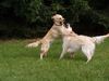 Golden Retriever Foto: Geschwister beim Spielen 2 (ID 12269) Golden Retriever Hund