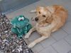 Golden Retriever Foto: Amba und der Frosch (ID 12291) Golden Retriever Hund