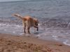 Golden Retriever Foto: Amba (Ostsee) (ID 12292) Golden Retriever Hund