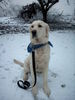 Golden Retriever Foto: Nele im Schnee (ID 31165) Golden Retriever Hund