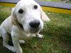 Golden Retriever Foto: Ronaldo baby (ID 22585) Golden Retriever Hund