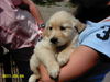 Golden Retriever Foto: freche Jule 8.Wochen (ID 24863) Golden Retriever Hund