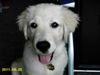 Golden Retriever Foto: Hi Goldi (ID 27650) Golden Retriever Hund