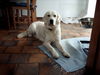 Golden Retriever Foto: Nele, 1 Jahr alt (ID 24886) Golden Retriever Hund