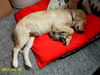 Golden Retriever Foto: Kuscheln mit Diddl (ID 27651) Golden Retriever Hund