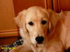 Golden Retriever Foto: Hi (ID 27652) Golden Retriever Hund