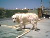 Golden Retriever Foto: porentief rein (ID 19856) Golden Retriever Hund
