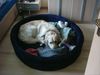 Golden Retriever Foto: Jetzt nervt die Olle wieder mit dem Knipsdingens (ID 13072) Golden Retriever Hund